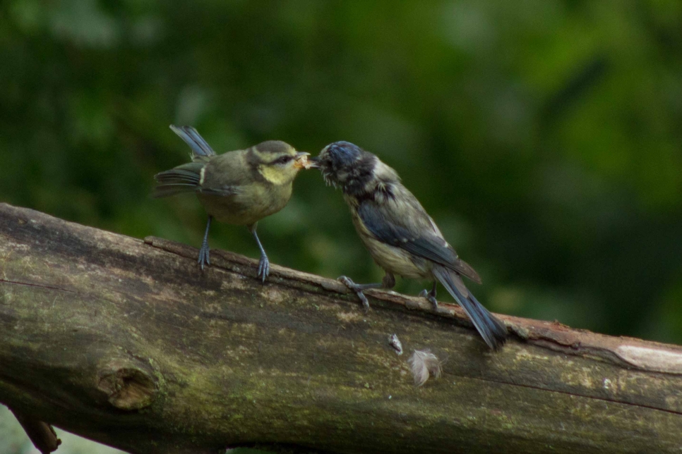 Hawthorn Wood blue tit juvenile Top 5 summer July 2023.jpg